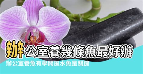 鬥魚 風水|辦公室可以養斗魚嗎？養斗魚的風水好不好？